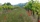 Coquelicots sauvages entre nos vignes 