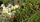 Des ruches d'abeilles dans les vignes